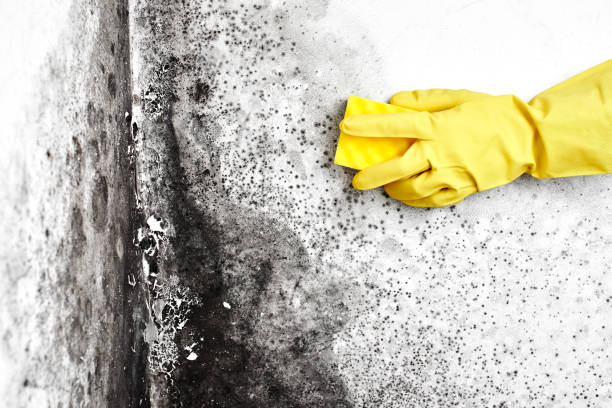 Best Attic Mold Removal  in Royal Kunia, HI
