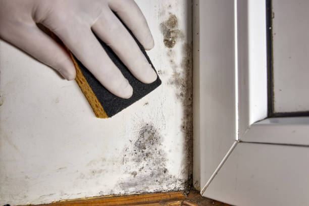 Best Commercial Mold Inspection  in Royal Kunia, HI